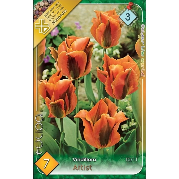 Tulipán virághagyma 7-db-os Artist Tulipán virághagyma 7-db-os Artist
