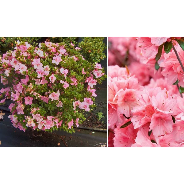 Azalea japonica in Varieta palla - Azálea gömb C18L