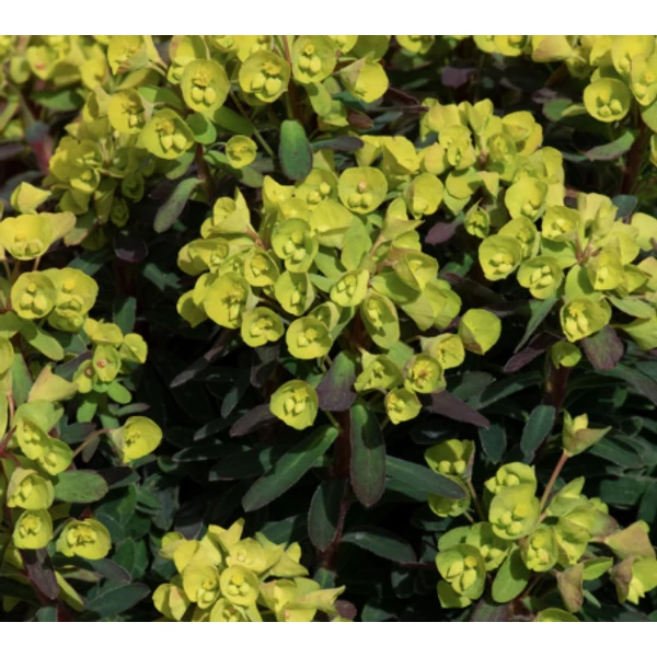 Euphorbia seguieriana subsp. niciciana - Pusztai kutyatej Cs9