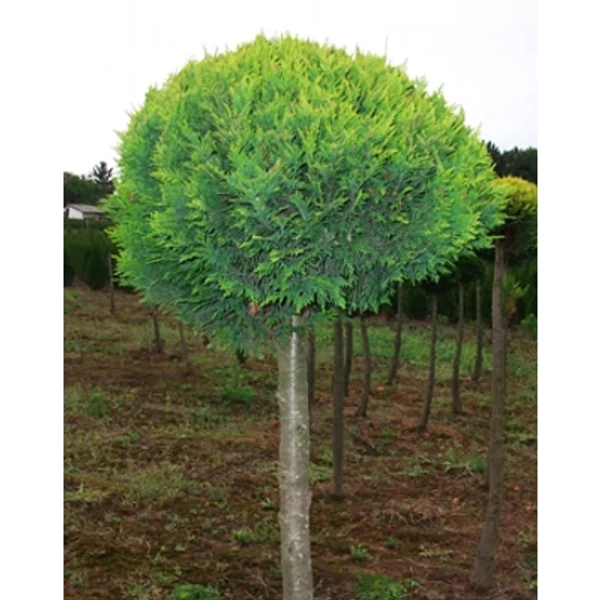 Chamaecyparis lawsoniana 'Stardust' T - Arany oregoni hamisciprus 1/2 törzses   125/150 FL