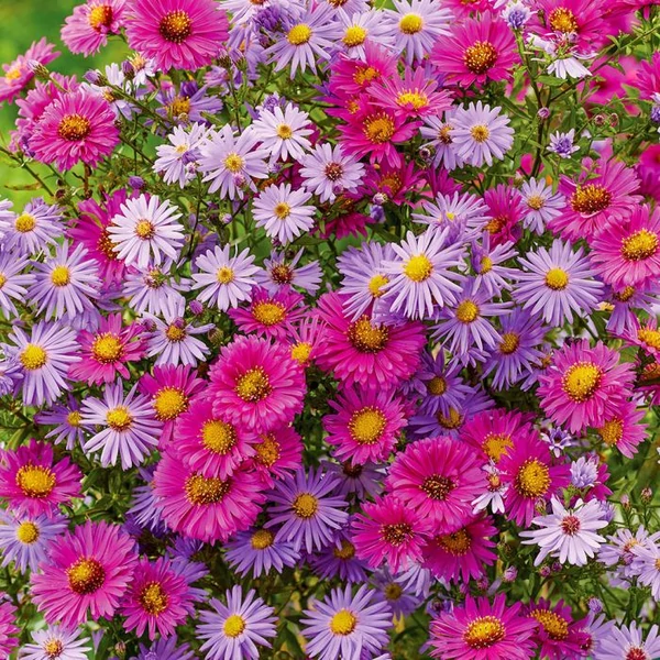 Aster novi-belgii 'Magic Mix' – Kopasz őszirózsa Cs17 (Lavander+Rose+Purple)/ 1db