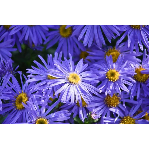 Aster × frikartii 'Mönch' - Frikart-őszirózsa CS9