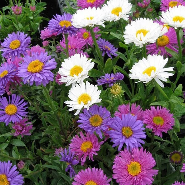 Aster - Őszirózsa CS12
