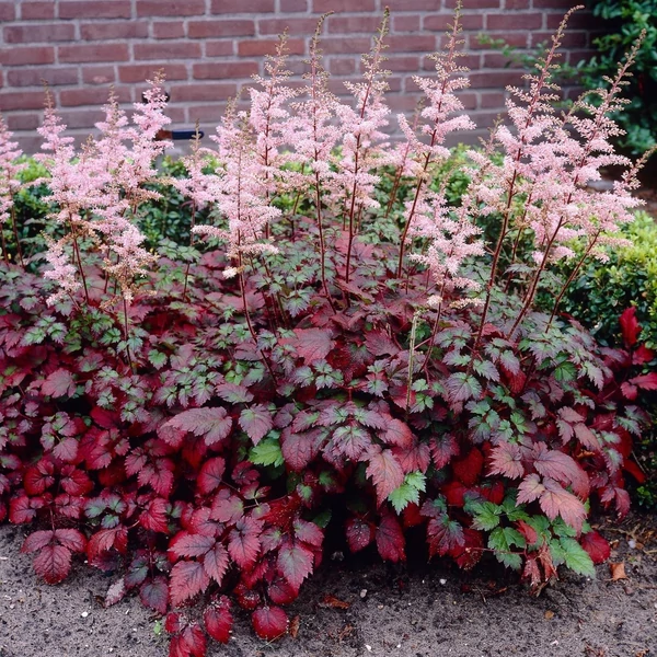 Astilbe x arendsii 'Color Flash' - Kerti tollbuga CS17