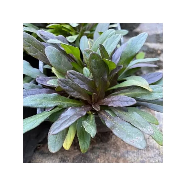 Ajuga reptans Atropupurea - Indás Infű CS9