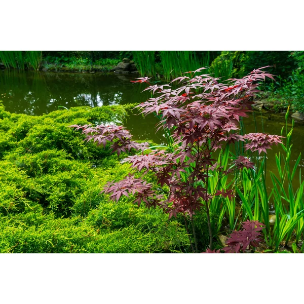 Acer palmatum ‘Atropurpureum’ – Vörös levelű japán juhar K15 100/125