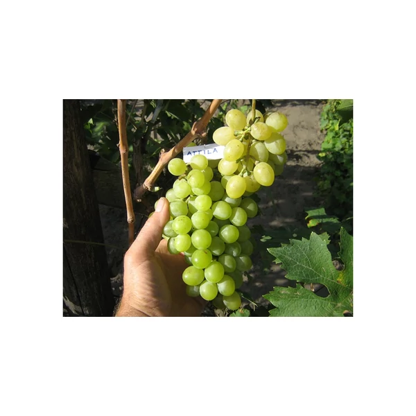 Vitis vinifera - szőlő Attila fehér K2 30/50