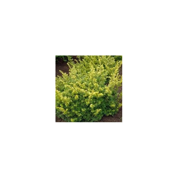 Taxus baccata 'Aurea' - Arany tiszafa gömbre nyírt FL 30/40