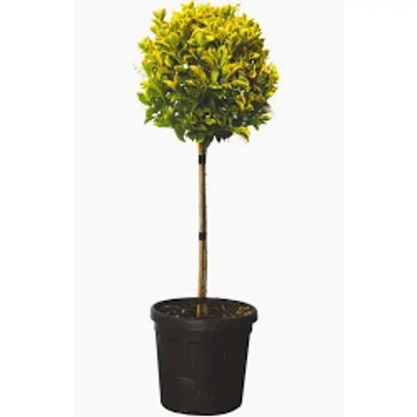 Euonymus japonicus - Kecskerágó 1/2 törzses C12  