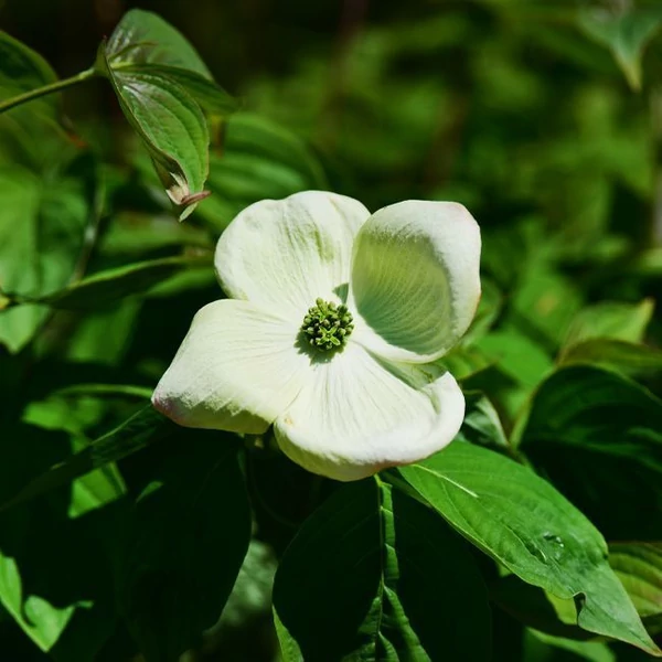 Cornus rutgeriensis 'Aurora'  EXTRA - Csillagsom EXTRA K50 150/175