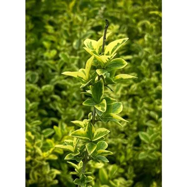 Ligustrum ovalifolium 'Aureum' - Aranytarka széleslevelű fagyal K2 20/30