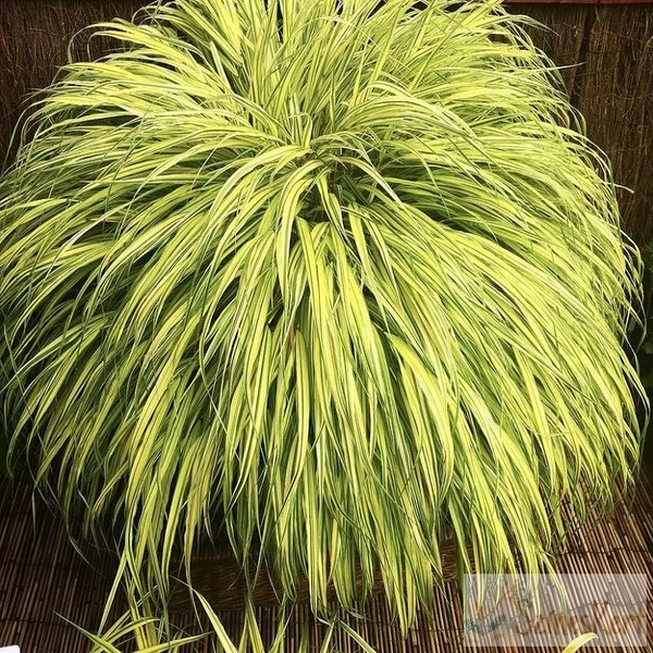 Hakonechloa macra - Aureola Szálkafű CS14