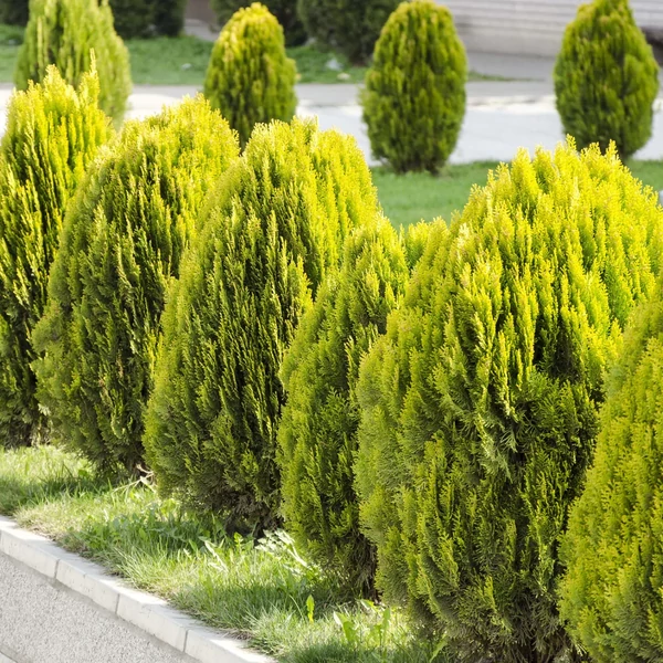 Thuja orientalis ‘Aurea Nana’ – Arany törpe keleti tuja