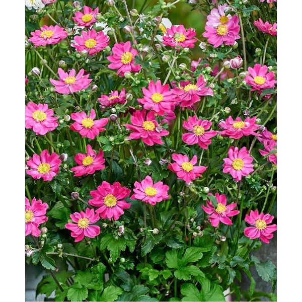 Anemone hupehensis Fantasy Aurora  - Szellőrózsa CS14