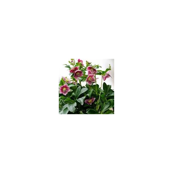 Helleborus Viv batista Hunyor  K14L