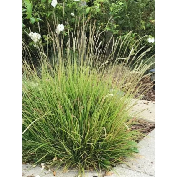 Sesleria autumnais őszi nyúlfarkfű CS9