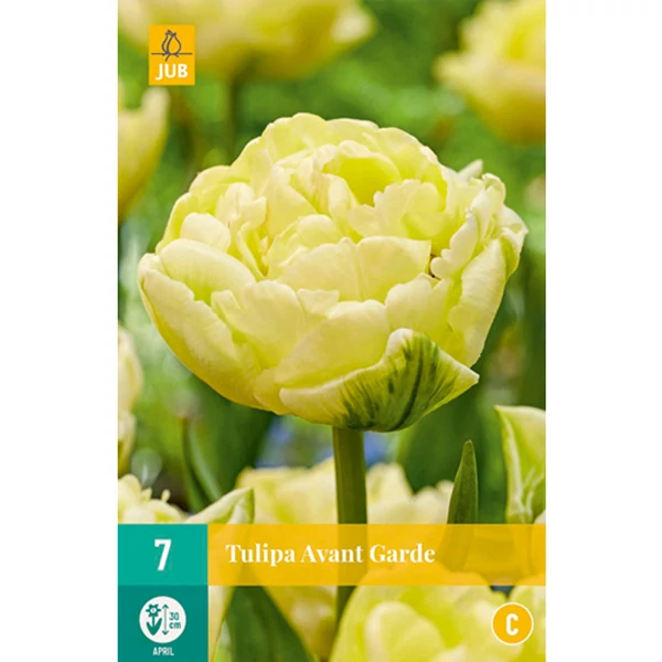 Jub Avant Garde tulipán virághagyma 7db/cs Jub Avant Garde tulipán virághagyma 7db/cs