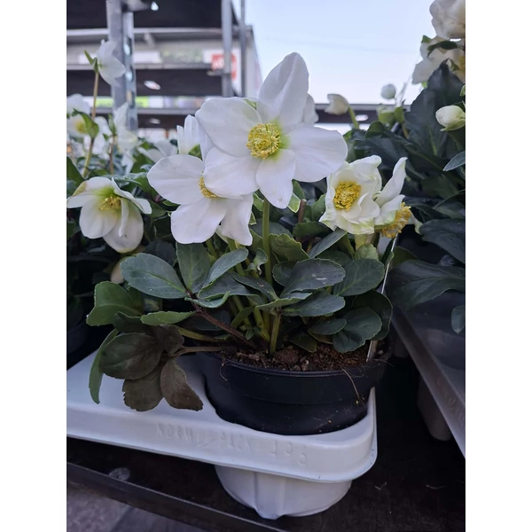 Helleborus niger advent start Keleti Hunyor Cs14