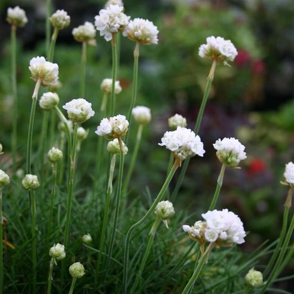 Armeria maritima Armada White' - Tengerparti pázsitszegfű Cs9