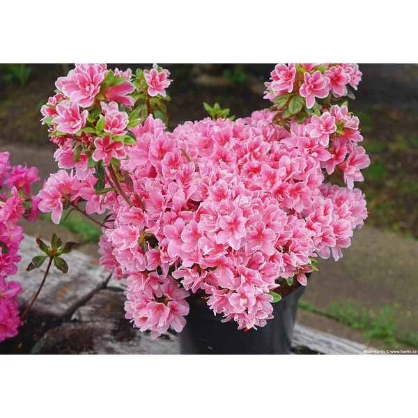 Azálea japonica - Japán azálea K10 50/55