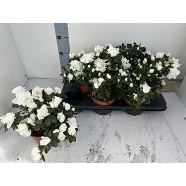 Azálea japonica - Japán azálea fehér K7l 15cm