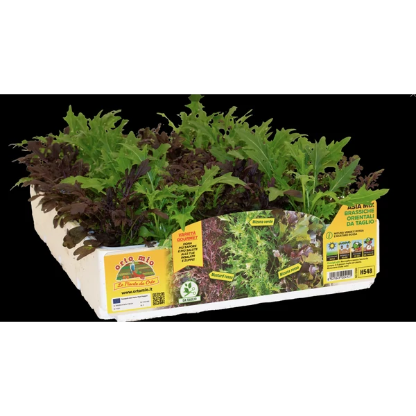 Palánta Pakk Ázsiai mix metélő saláta 9db/pakk