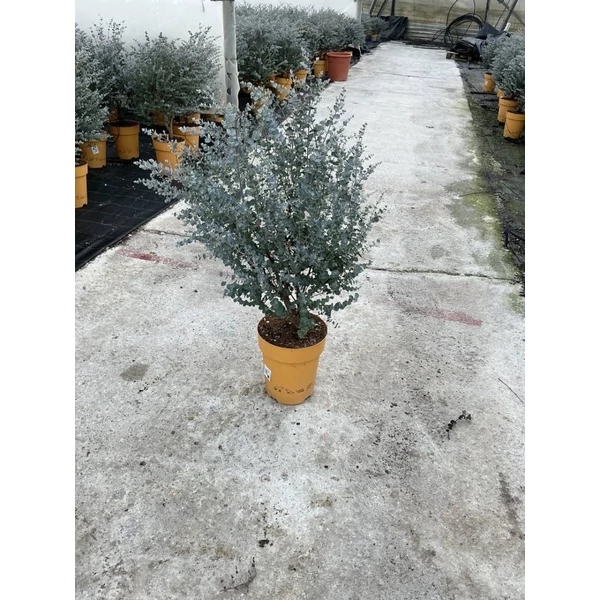 Eucalyptus gunnii Azura Downunder Dreams -  Havasi eukaliptusz azúrkék P7 60/80