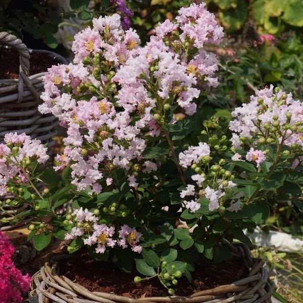 Lagerstroemia indica Babe - Kínai selyem mirtusz bokor K30/50