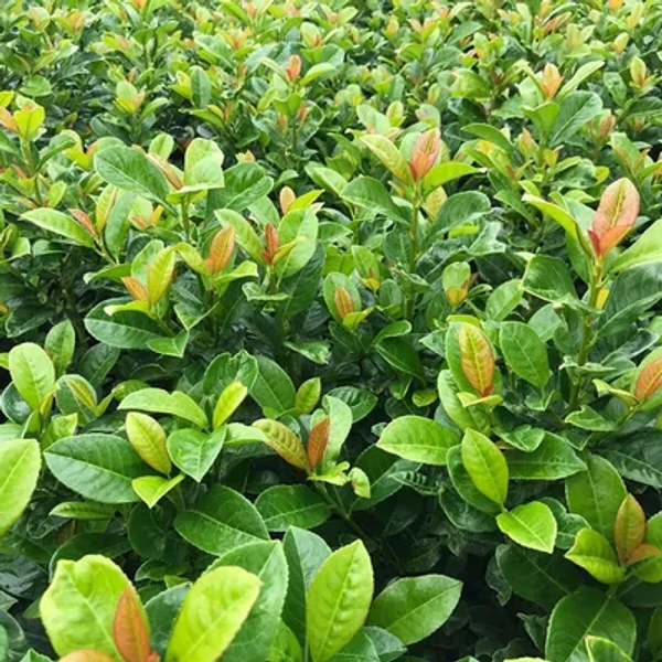 Prunus laurocerasus 'Antonius' - Babérmeggy 100/125 FL