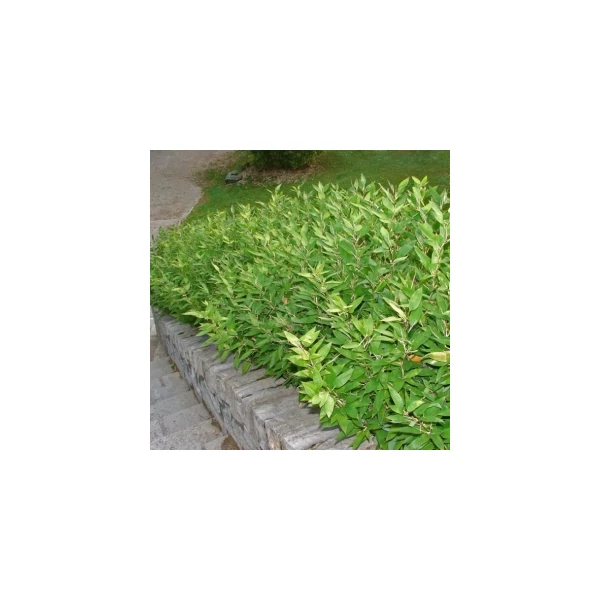 Shibataea kumasaca, Lewis bambusz talajtakaró K7/10 30/40