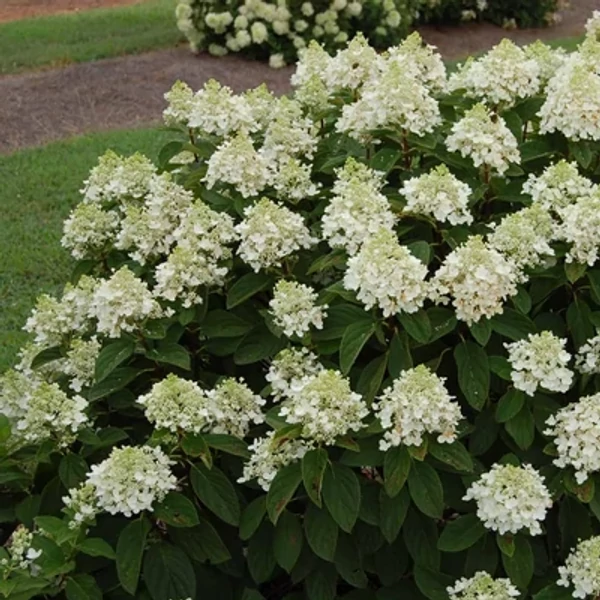 Hydrangea paniculata Baby Lace -  Bugás hortenzia 30/50 K3,5
