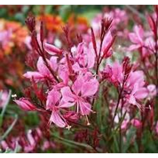 Gaura lindheimeri Baby Butterfly Dark Pink - Díszgyertya CS14