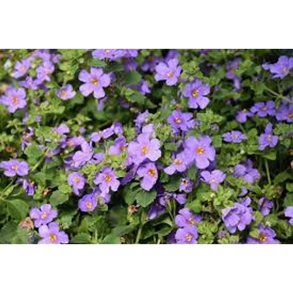 Bacopa fehér, lila CS12