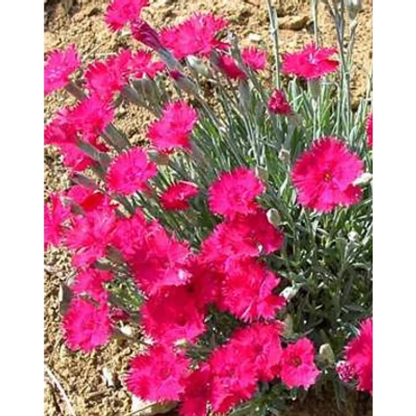 Dianthus gratianopolitanus Badenia - pünkösdi szegfű Cs9