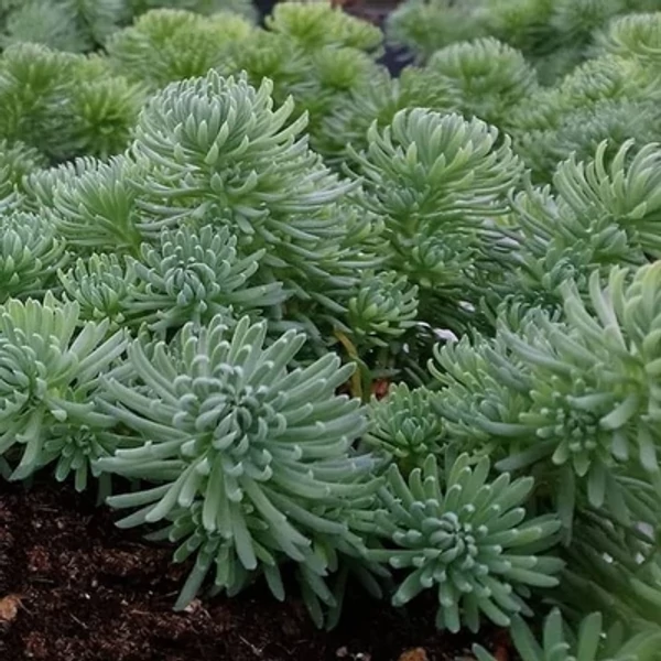 Sedum Green Ball– Varjúháj CS14
