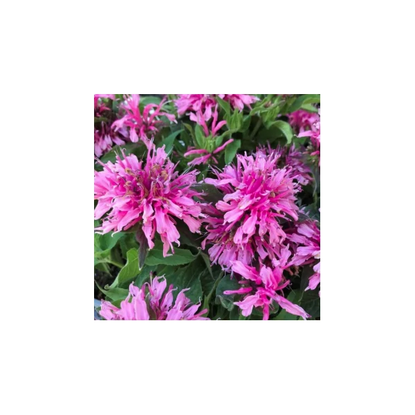 Monarda Balmy Pink - Méhbalzsam CS14