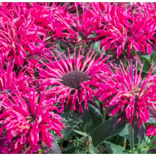 Monarda Balmy Rose - Méhbalzsam CS14