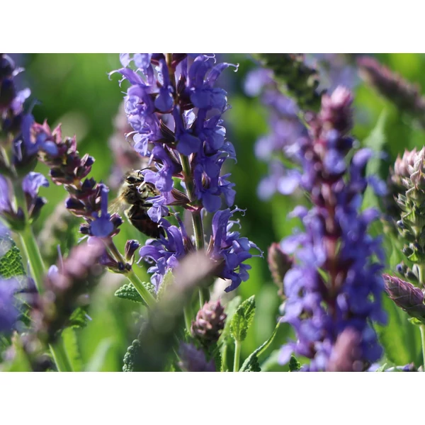 Salvia nemorosa Blauhügel - Ligeti zsálya CS9