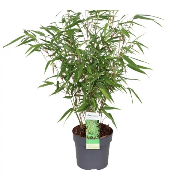 Fargesia Rufa - Bokrosodó bambusz P14