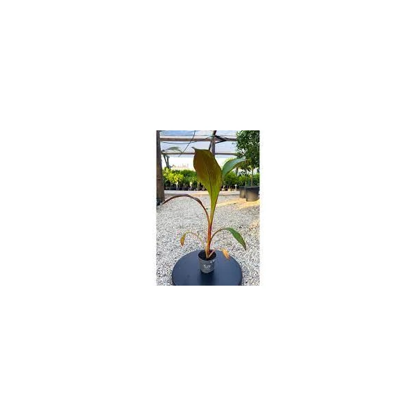 Ensete ventricosum 'Maurelli' - Vörös abesszin banán 60 cm