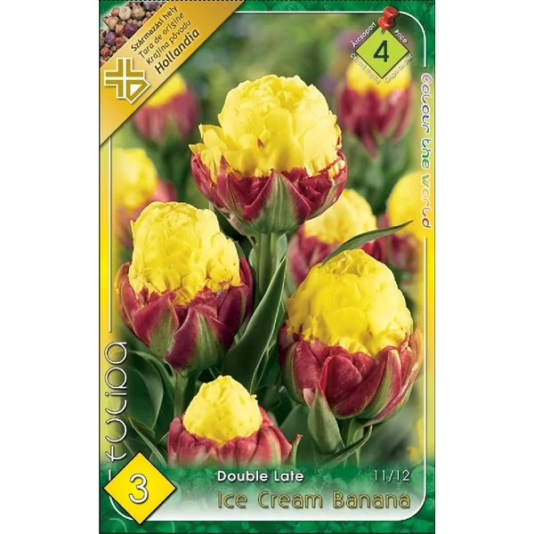 Tulipán virághagyma 3-db-os Ice Cream Banana