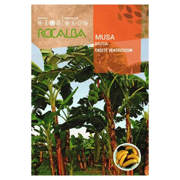 Rocalba Banánfa 2 szem