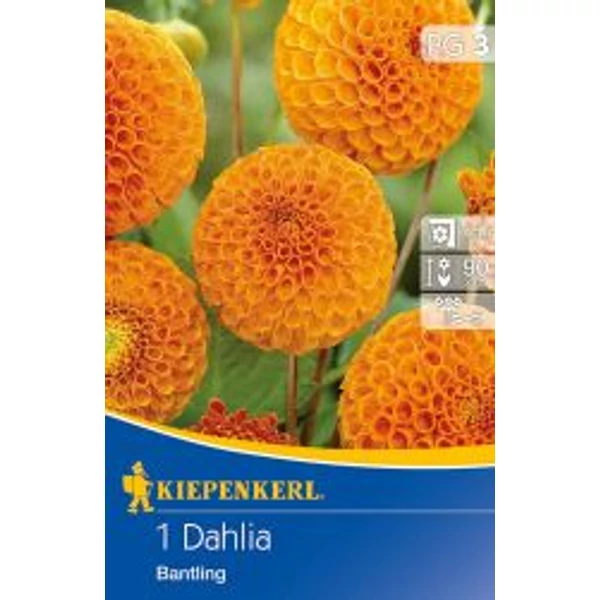 Kiepenkerl Dália gumó Bantling 1db/cs