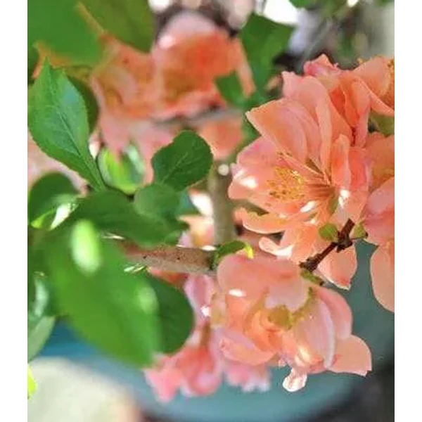 Chaenomeles × superba 'Cameo'- Barackszínű japán díszbirs  20-60 C2