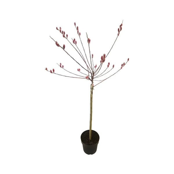 Salix Gracilistyla 'Mount Aso' MT - Rózsaszín barkafűz K8L T120