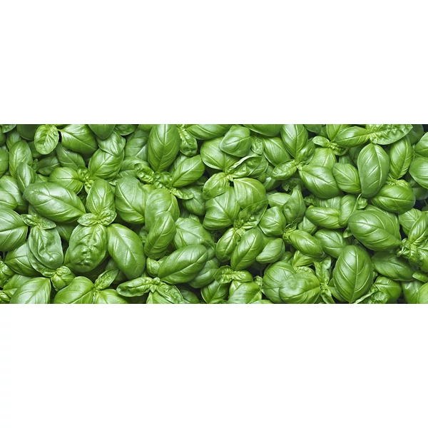 Fűszernövény - Bazsalikom Iván Cs12