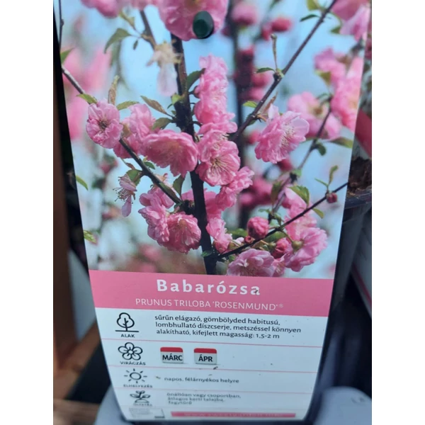 Prunus triloba Rosenmund - Babarózsa konifer K2