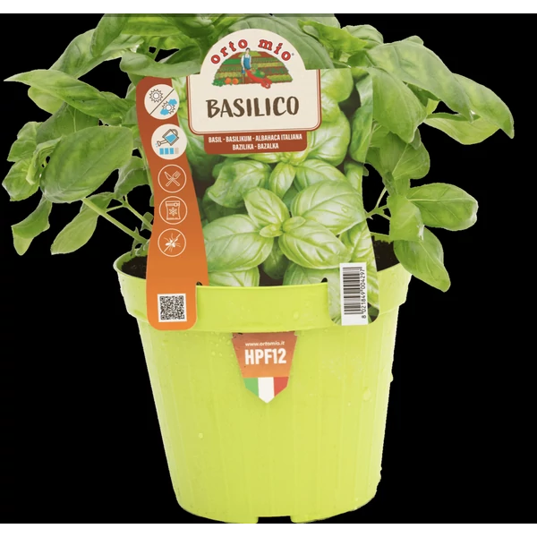 Fűszernövény Bazsalikom palánta Prémium CS14