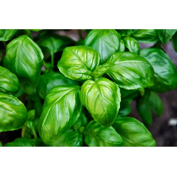 Fűszernövény - Bazsalikom CS14