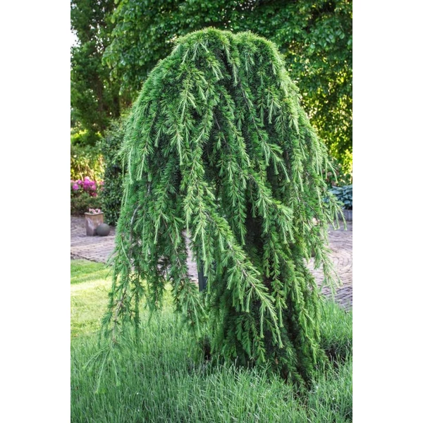 Cedrus deodara 'Pendula'  – Csüngő himalájai cédrus K30 150 